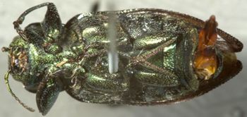 Media type: image;   Entomology 8116 Aspect: habitus ventral view